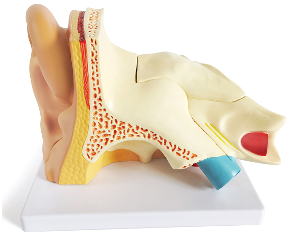 Right Ear Structure Magnified Model (3x Enlarged), 5 Parts