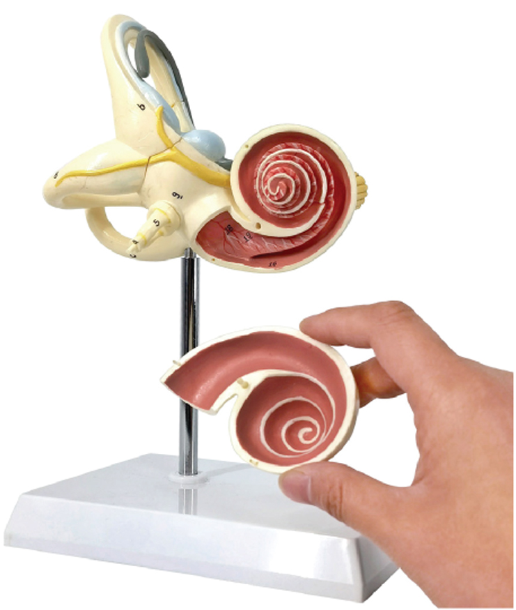 Enlarged Model of Cochlea(10x Enlarged), 2 Parts