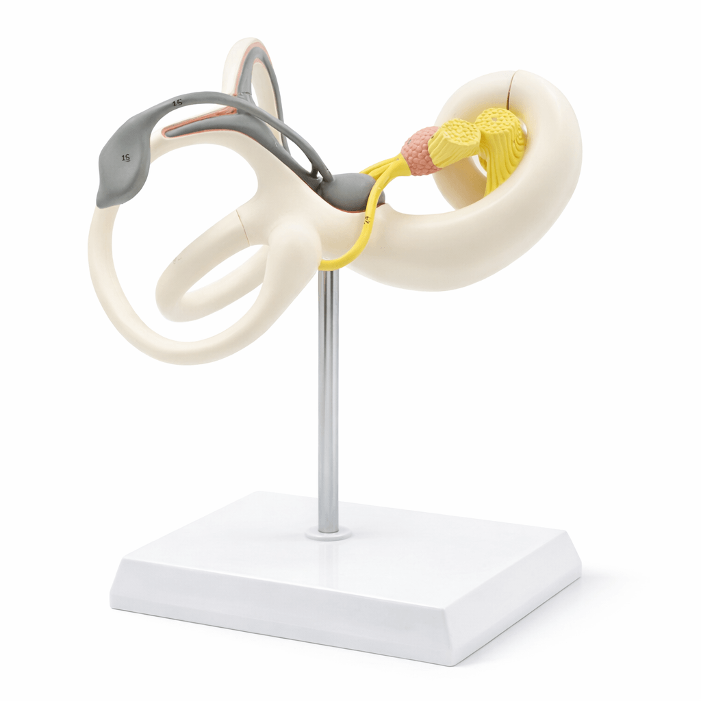 Inner Ear Labyrinth Model (Enlarged), 2 Parts