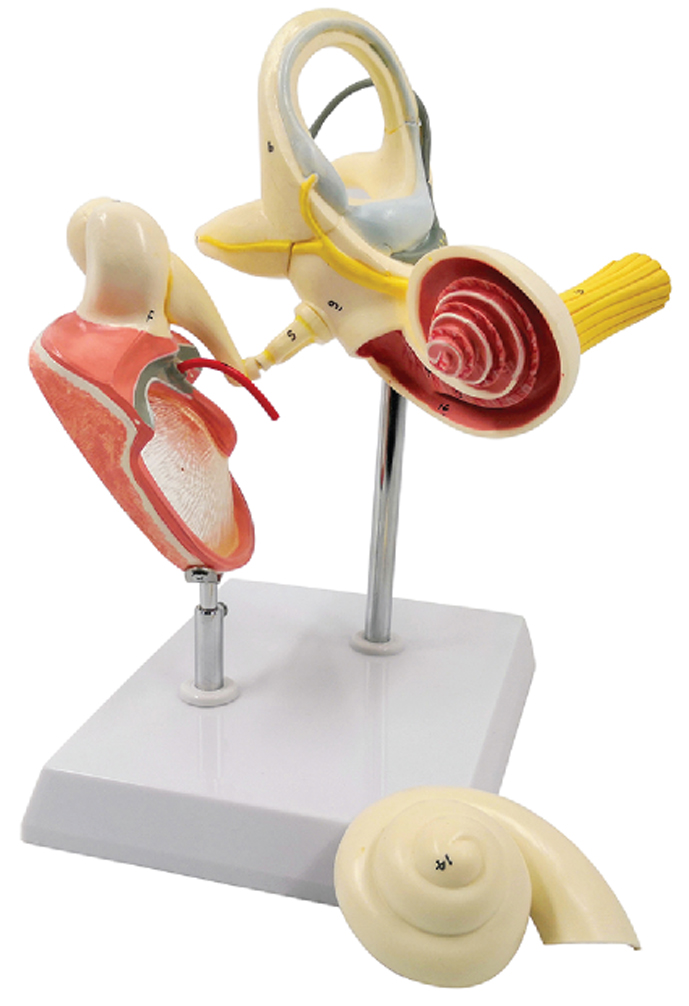 lnner Ear, Auditory Ossicles and Tympanic Membrane(10x Enlarged),  3Parts