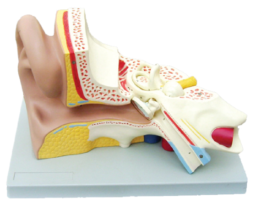 Right Ear Structure Magnified Model(3x Enlarged), 3 Parts
