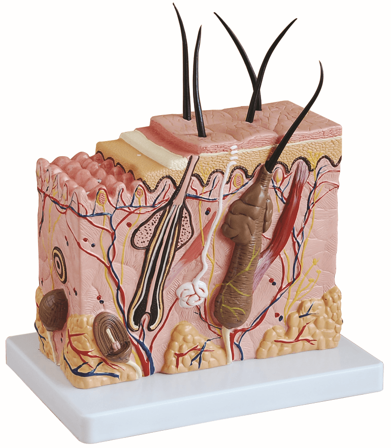 Skin Block Model