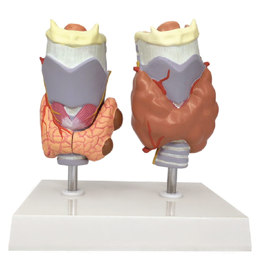 Thyroid Diseases, 4 Parts