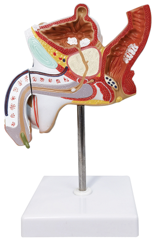 Pathological Model of the Male Urogenital System, Life Size, 2 Parts