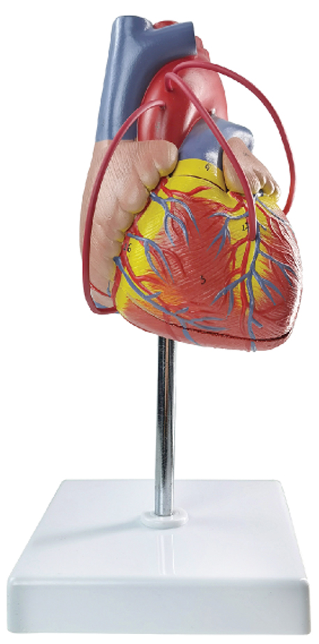 Heart with Bypass, Life Size, 2 Parts