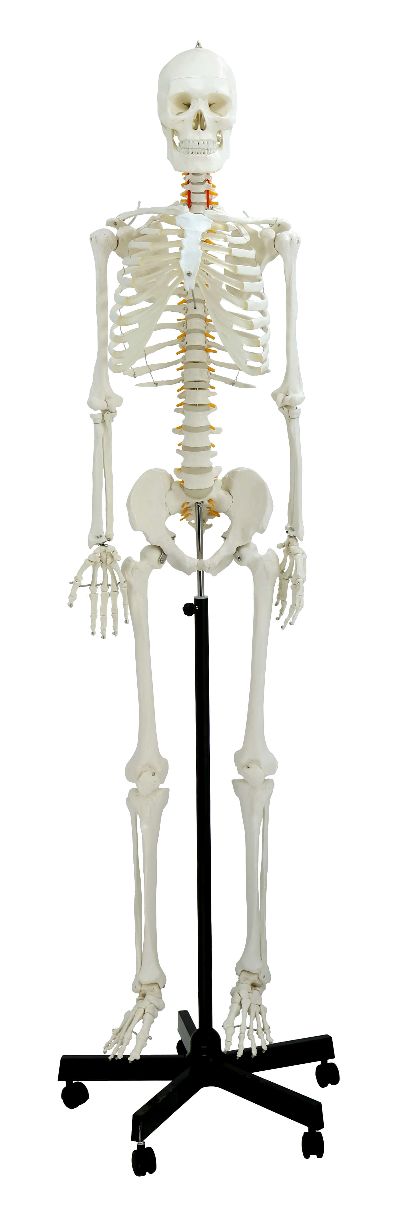 Life-Size Skeleton, 170cm