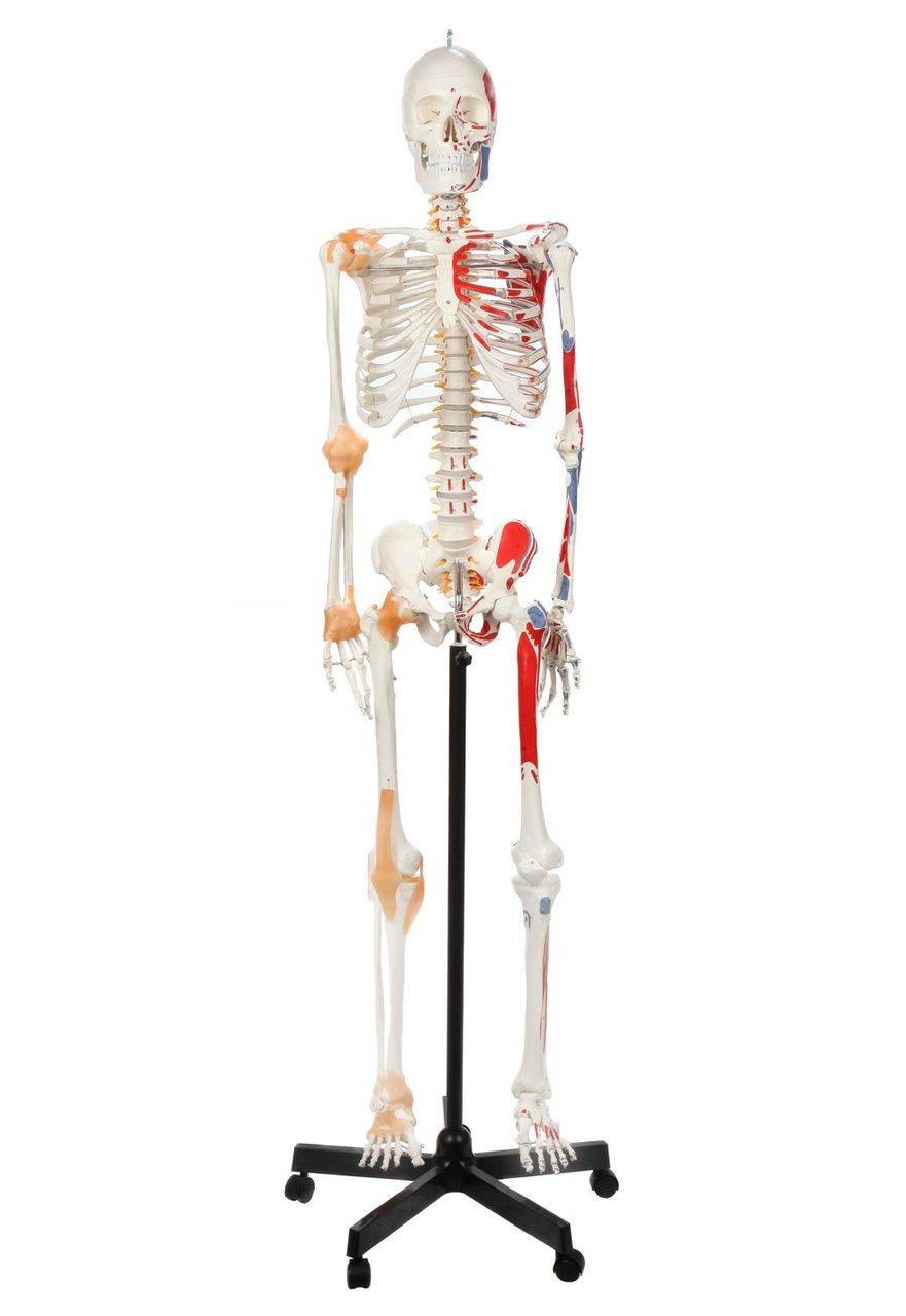 Skeleton with Numbered Muscles Markings and Ligaments, 170cm