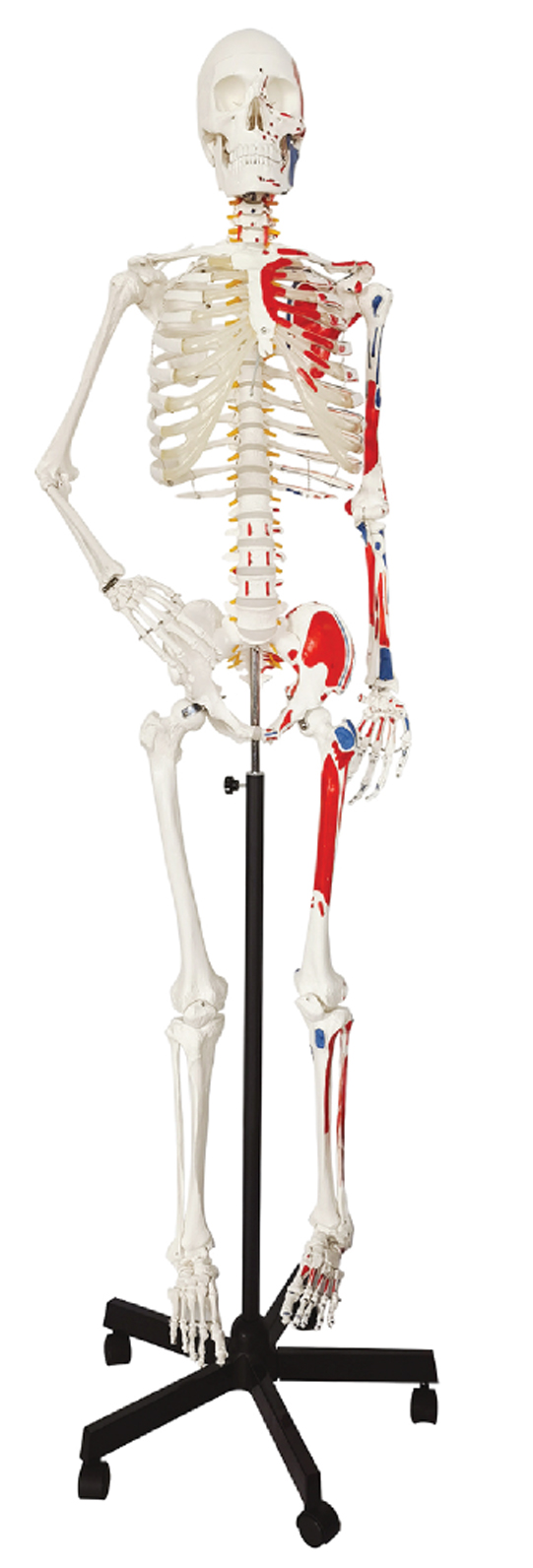 Skeleton with Numbered Muscle Markings, 170cm