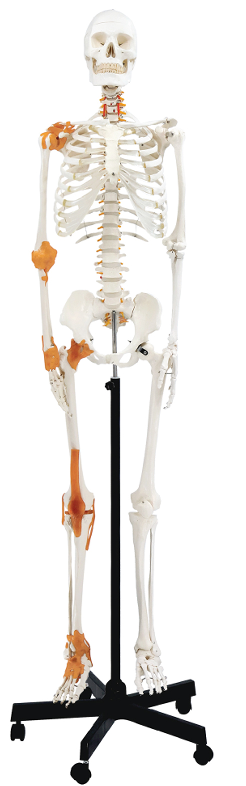 Skeleton with Nerves and Ligament, 170cm