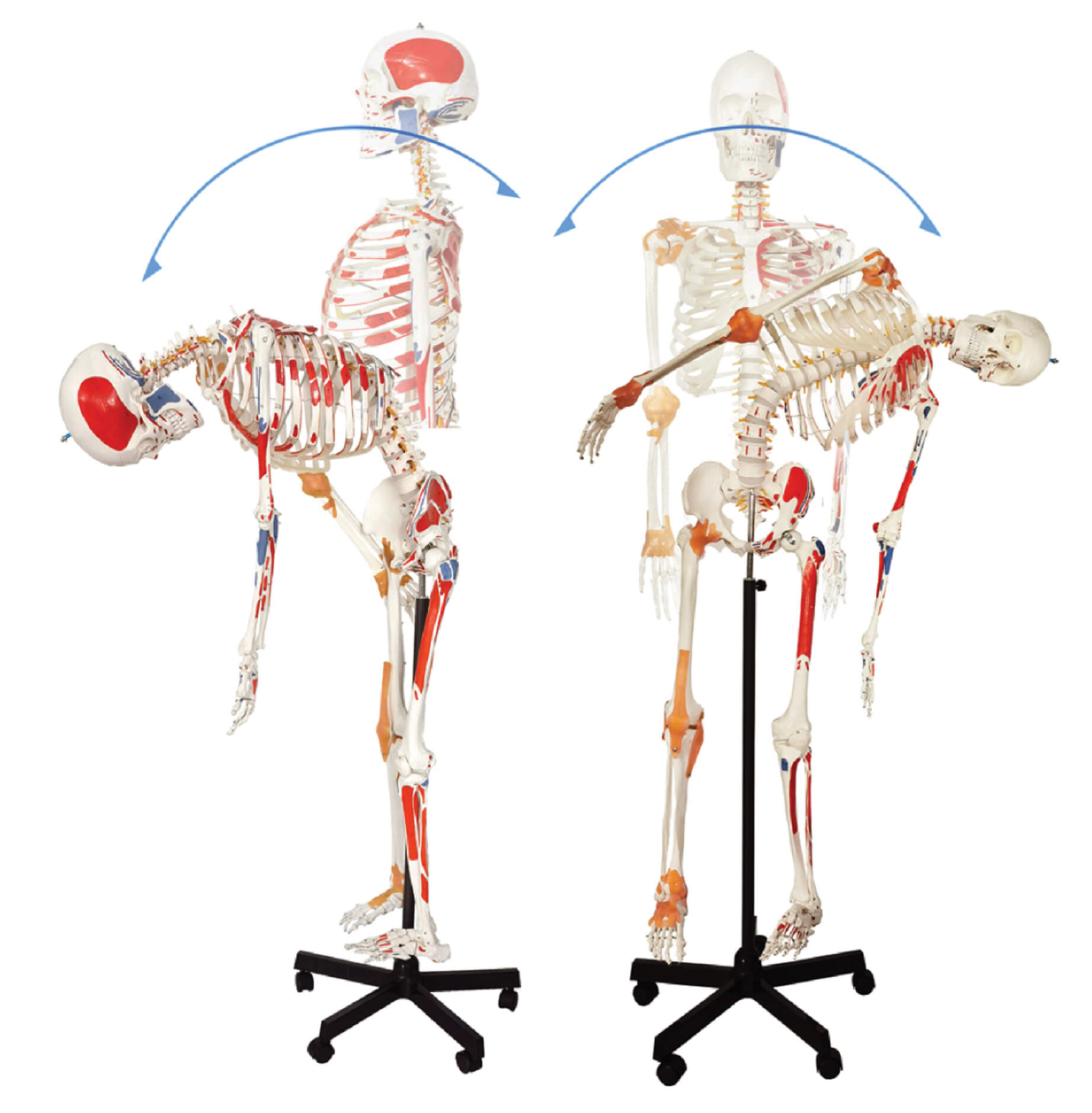 Flexible Skeleton with Numbered Muscle Markings & Ligaments, 170cm