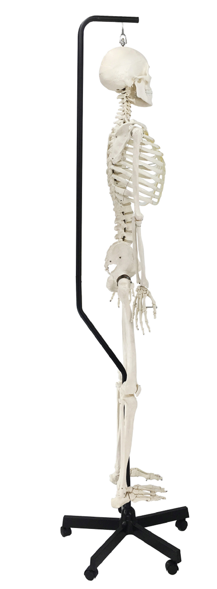 Classic Skeleton on Hanging Roller Stand with Brake, 170cm