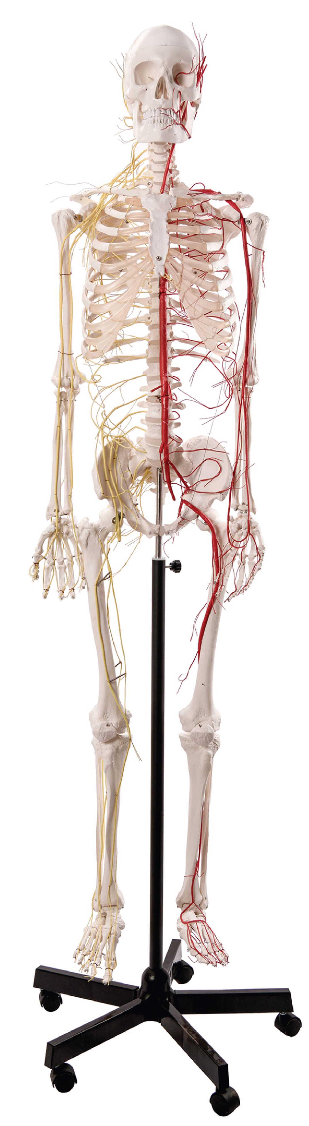 Life Size Human Skeleton with Nerves and Vesseles, 170cm