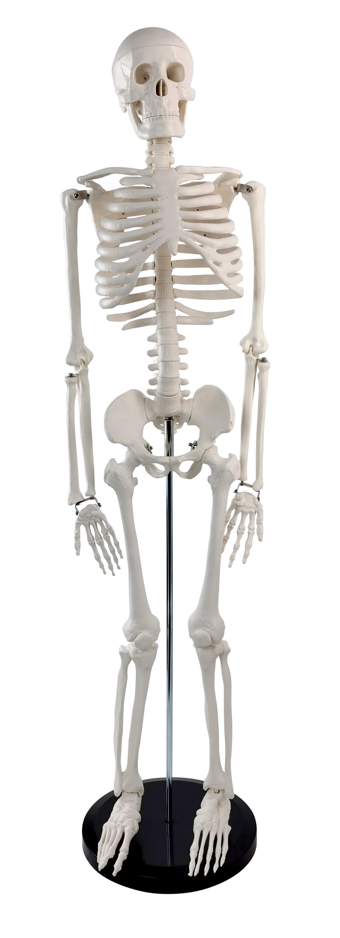 Skeleton Model, 85cm