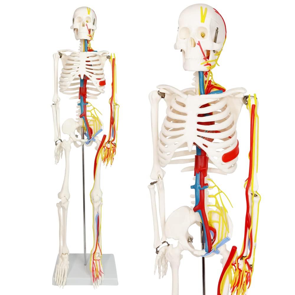 Skeleton with Nerves and Blood Vessels, 85cm