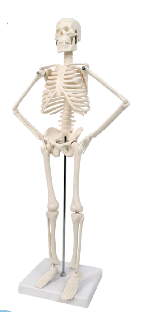 Mini Desktop Human Skeleton, 45cm