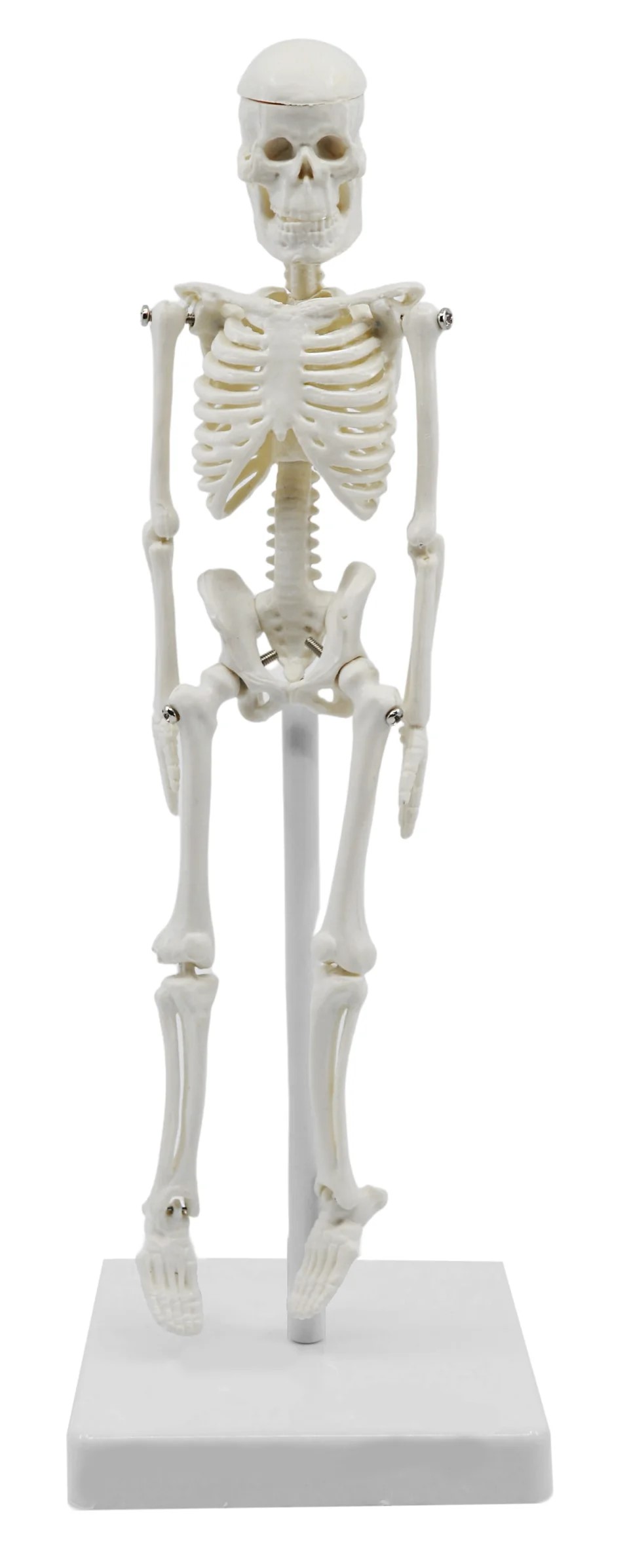 Mini Skeleton, 21cm
