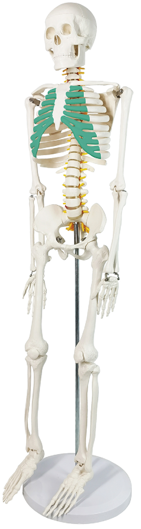 Skeleton with Nerves, Green Sternum, 85cm