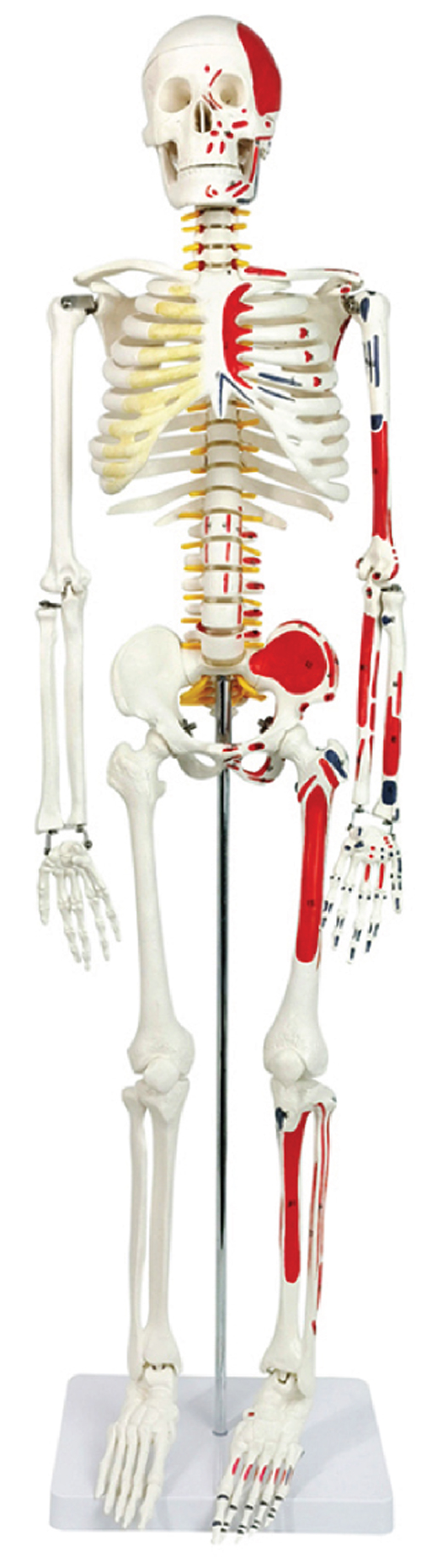 Skeleton with Nerves & Muscle Markings, 85cm