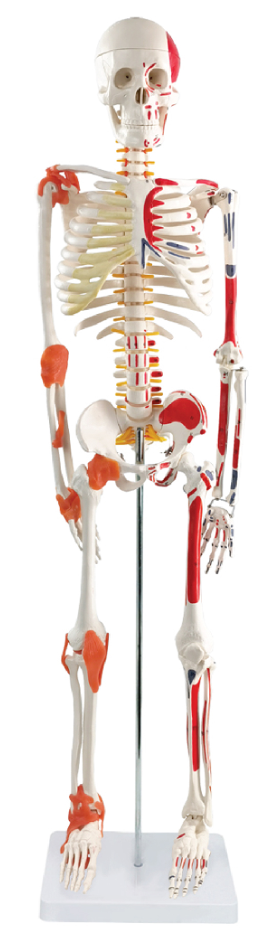Skeleton with Ligaments & Muscle Markings, 85cm
