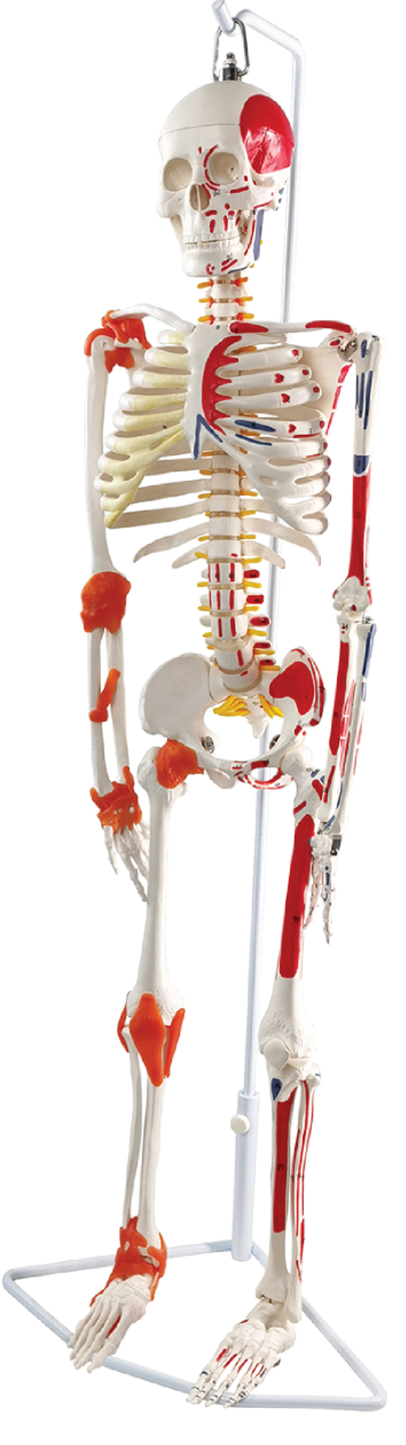 Flexible Skeleton with Muscle Markings & Ligaments, Hanging Stand, 85cm