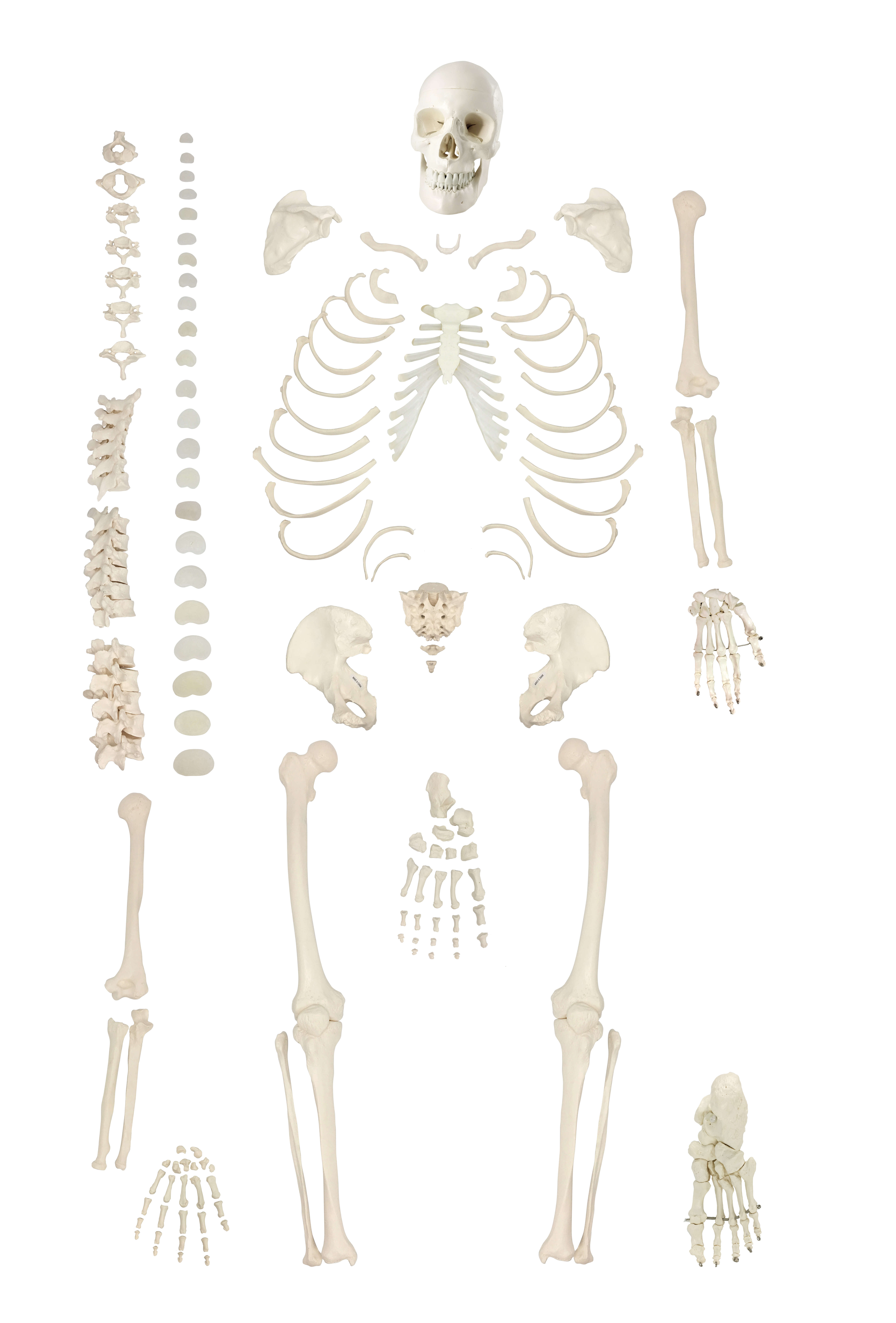 Disarticulated Skeleton with Skull