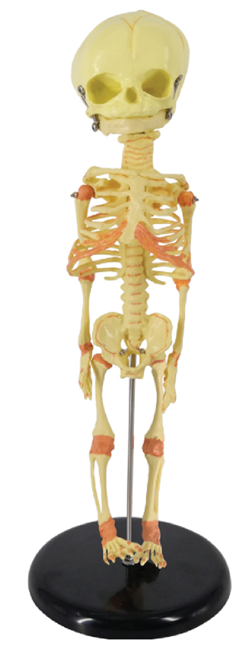 Fetus Skeleton, 30cm