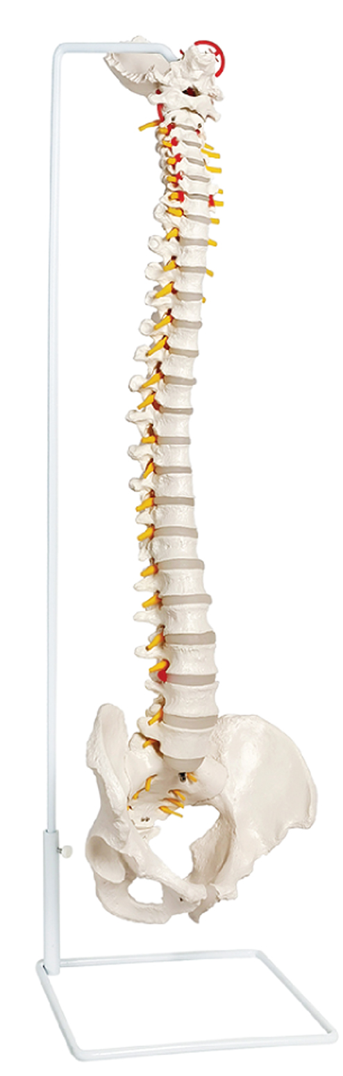 Life-Size Vertebral Column with Pelvis, 85cm