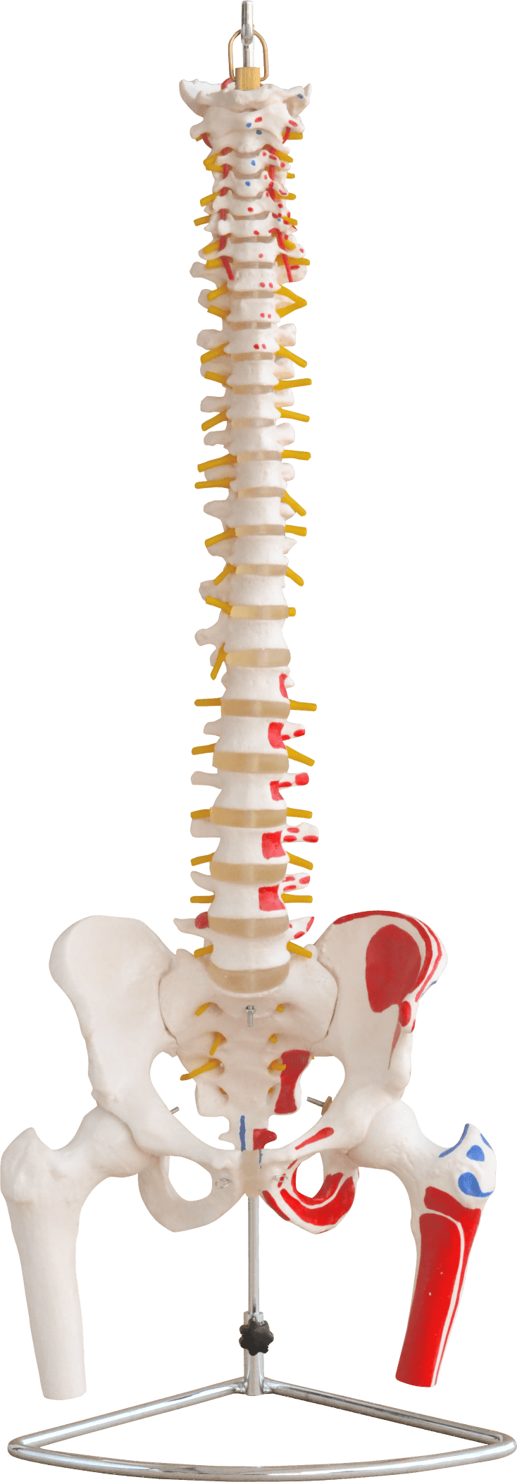 Vertebral Column with Pelvis and Femur Heads and Painted Muscles