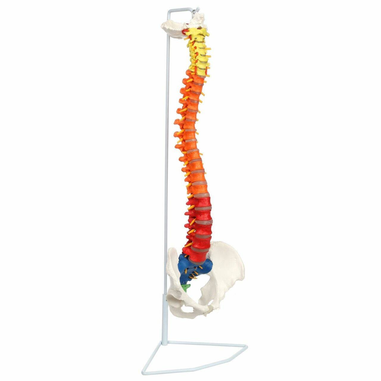 Didactic Colored Flexible Spine with Pelvis and Nerves, 85cm