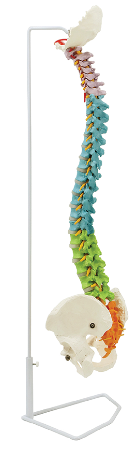 Full flexible spine model showing cervical, thoracic, lumbar, sacral and coccygeal regions with pelvis