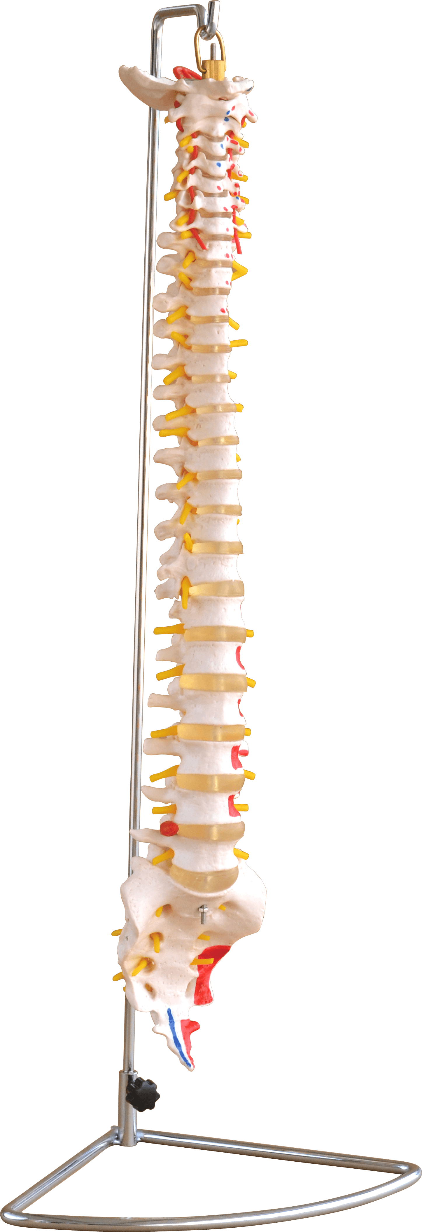 Vertebral Column with Painted Muscles