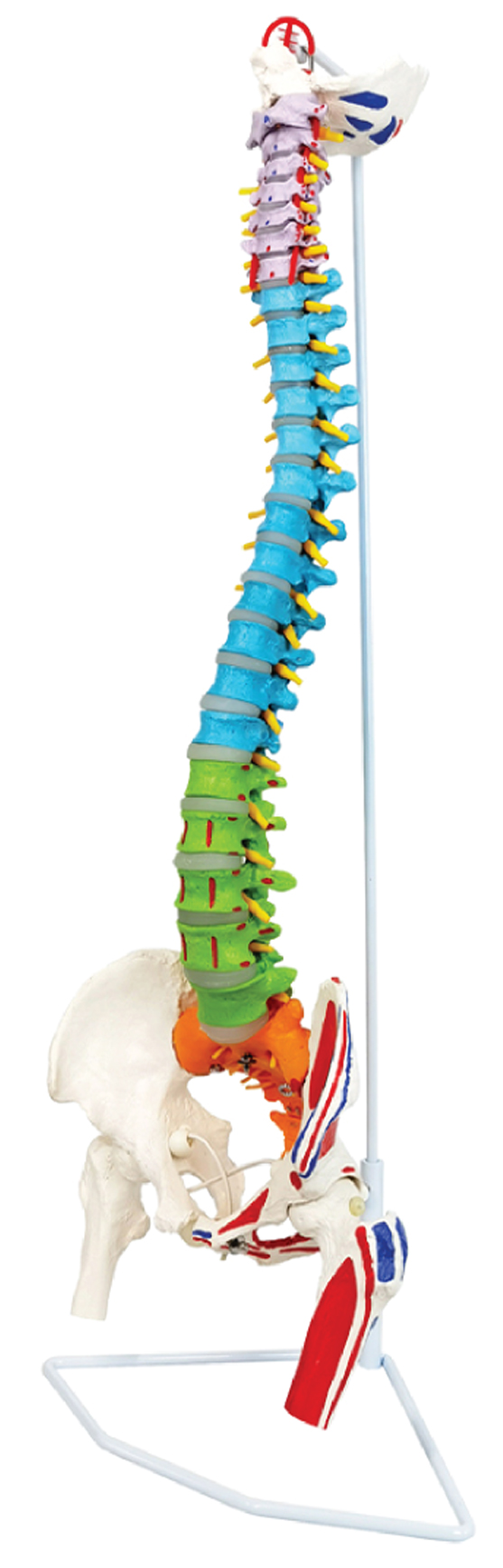 Flexible Color-Coded Spine with Muscle Markings, Detachable Pelvis & Femur Heads, 85cm