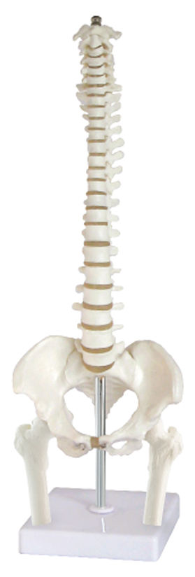 Desktop Spine Model with Femur Heads, 45cm