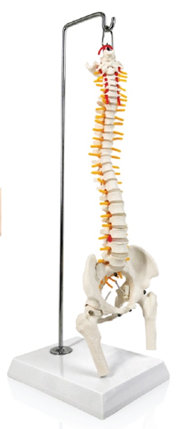Desktop Flexible Spine with Femur on Hanging Stand, 45cm