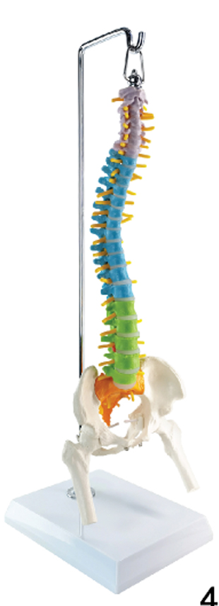 Desktop Didactic Flexible Spine Model with Femur, on Hanging Stand