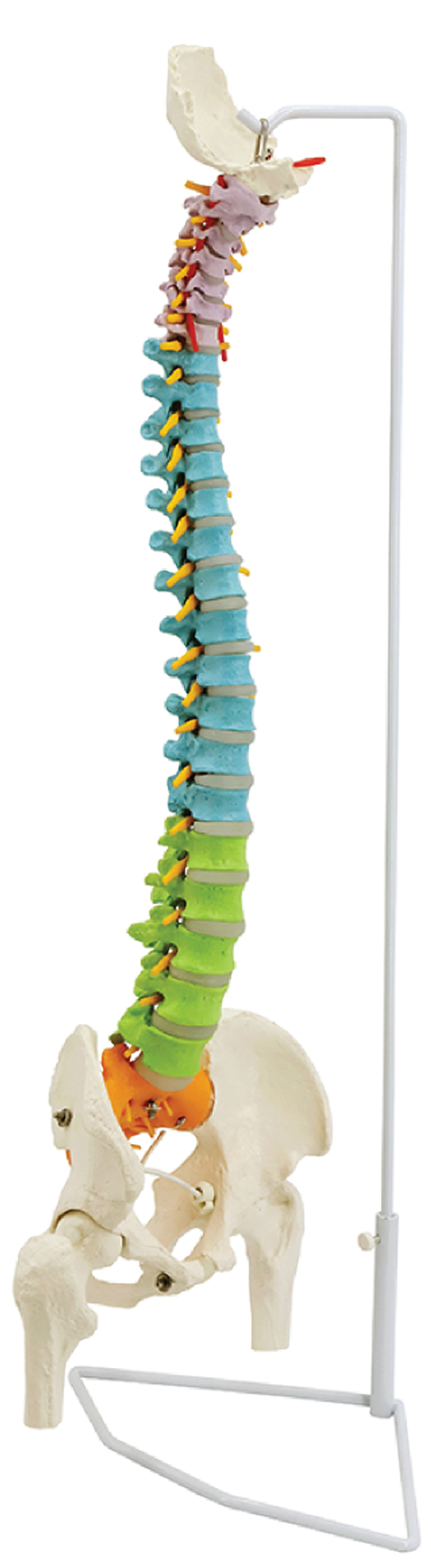 Flexible Color-Coded Spine with Detachable Pelvis and Femur Heads, 85cm