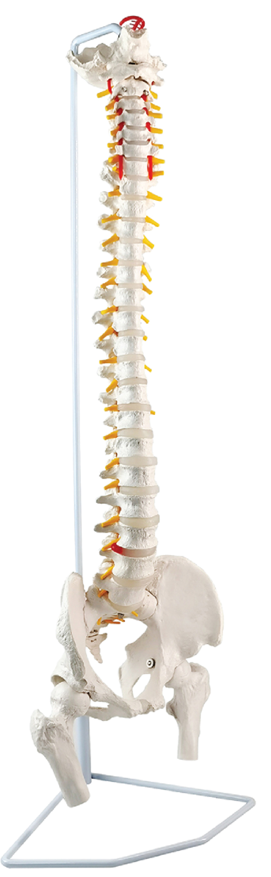 Flexible Spine with Femur Heads, with Magnetic Mounted Sacrum Crest, 85cm