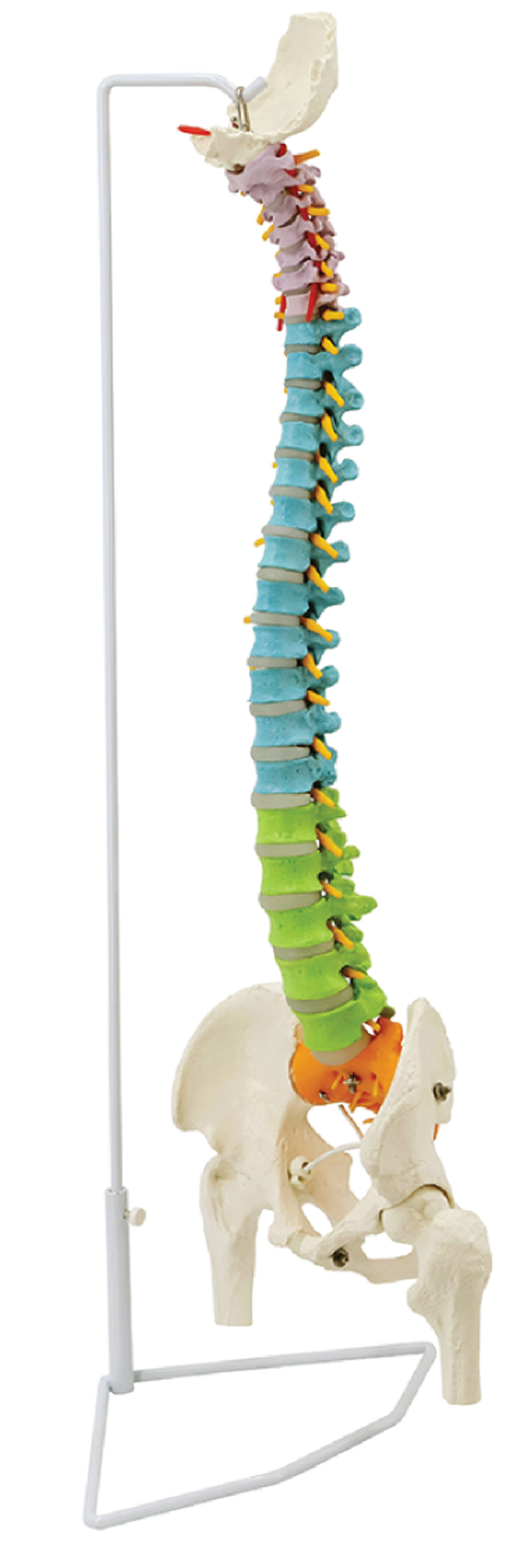 Flexible Spine with Femur Heads, 85cm