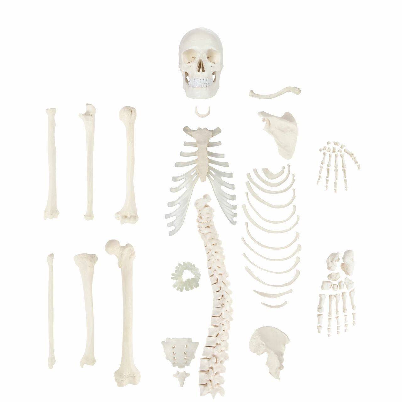 Unmounted Human Skeleton (Half)