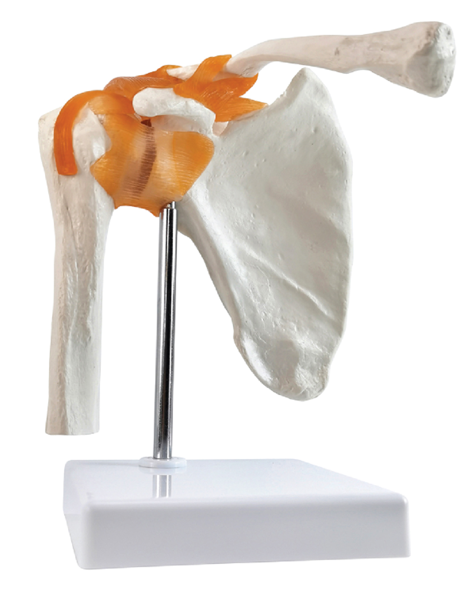 Life-Size Shoulder Joint