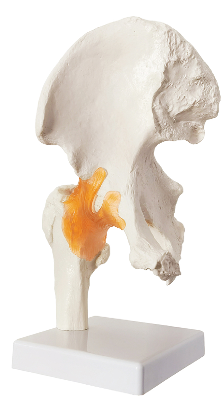 Life-Size Hip Joint