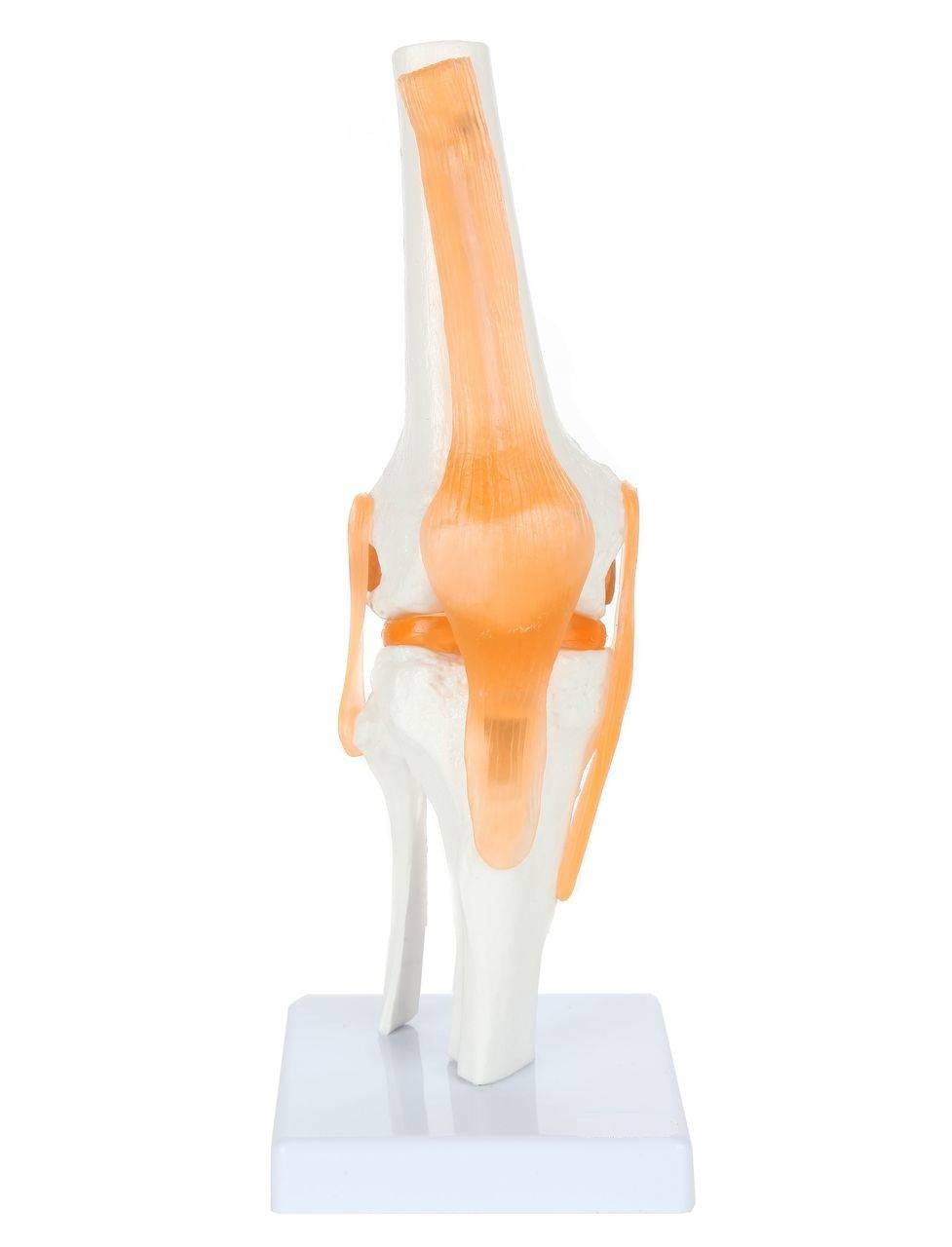 Life-Size Knee Joint