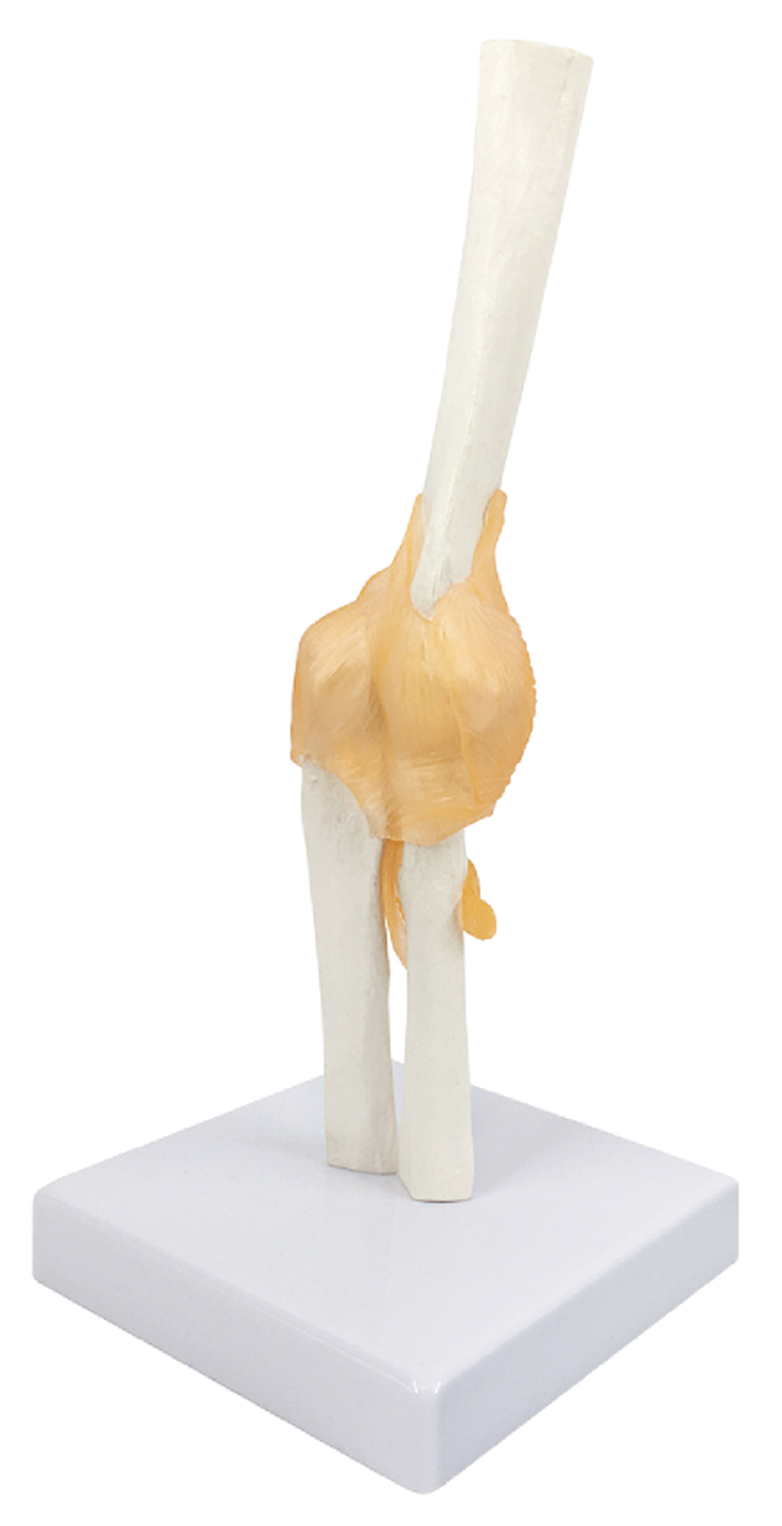 Life-Size Elbow Joint