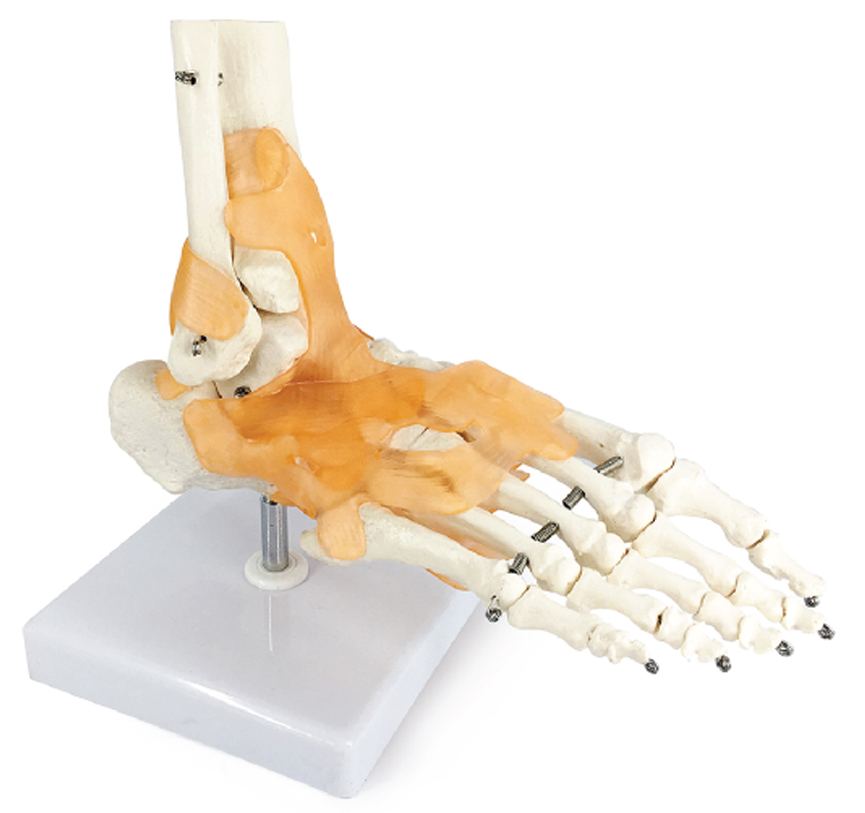 Life-Size Foot Joint with Ligaments