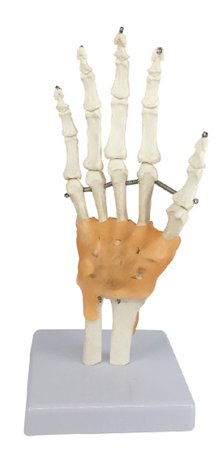 Life-Size Hand Joint with Ligaments