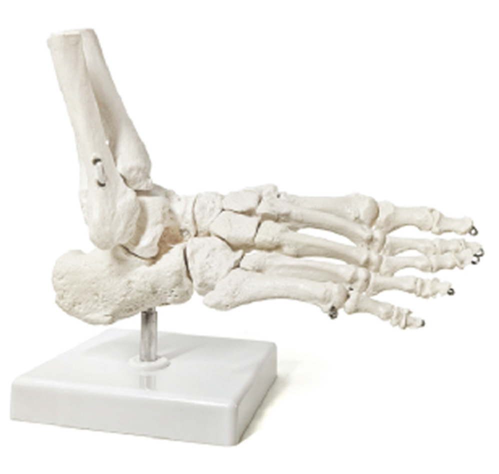 Kinematic Foot Skeleton with Tibia & Fibula, Movable Ankle