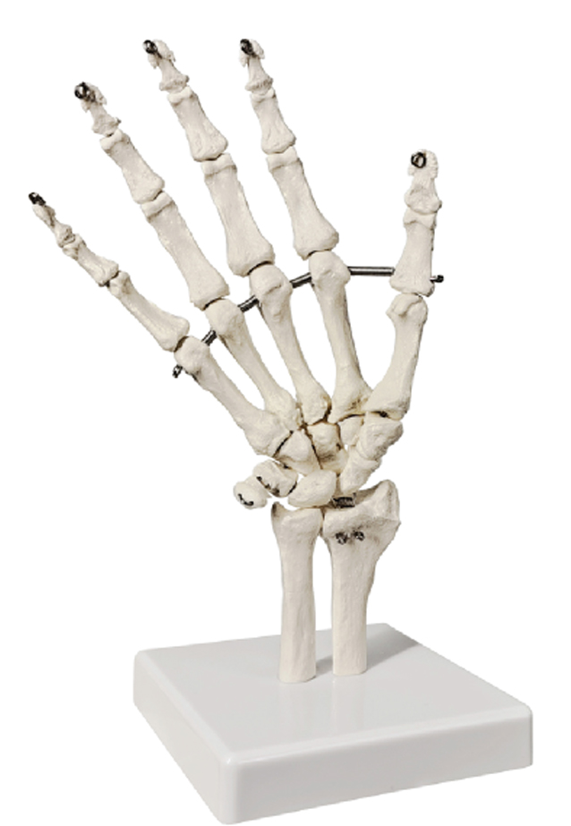 Life-Size Hand Joint