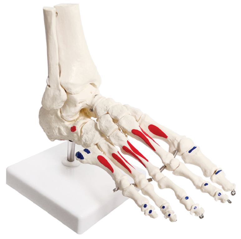 Foot Skeleton with Tibia & Fibula, Muscle Markings & Movable Ankle