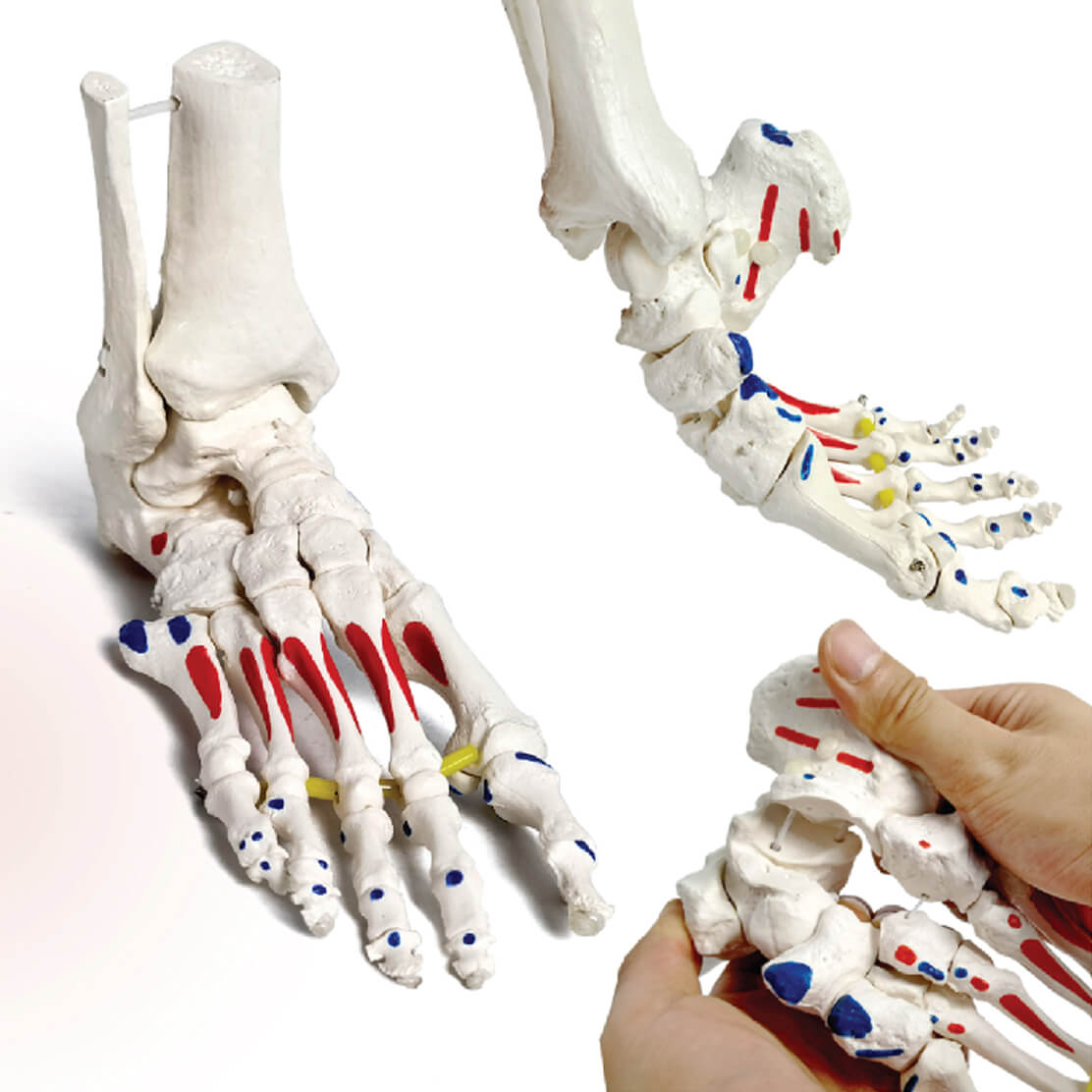 Kinematic Foot Skeleton with Muscle Markings & Flexible Joints