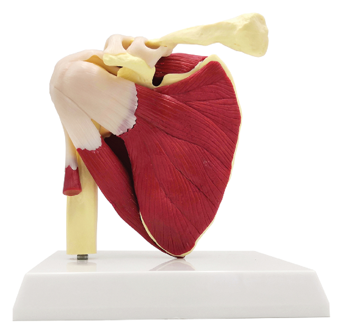 Shoulder Joint with Muscle, Life Size